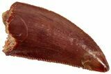 Serrated Raptor Tooth - Real Dinosaur Tooth #357966-1